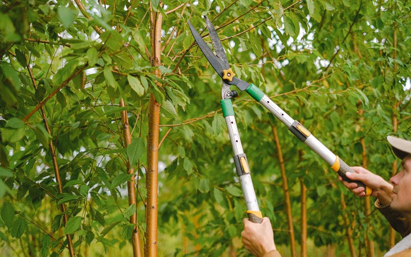 Tree trimming in Pavo, GA