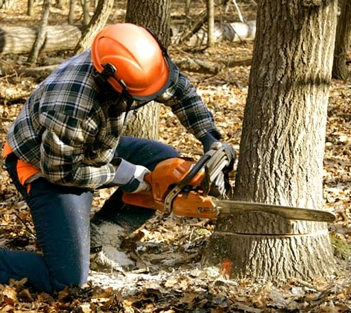 Tree Removal in Pavo, GA